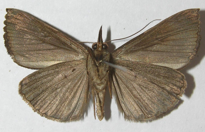 Fig. 22. Adulto de <i>Hypena andraca</i> (Erebidae), vista dorsal de la macho. Voucher: 10-SRNP-35463-DHJ548083.     