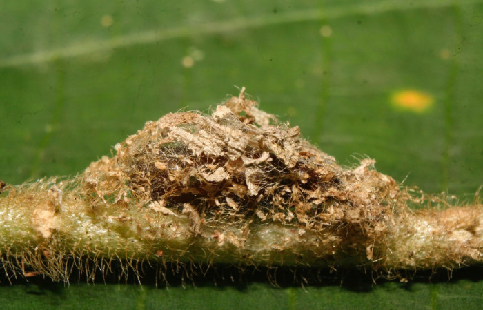 Fig. 14. Pupa de <i>Hypena</i> Poole36 (Erebidae), esta pupa en tiempo larval se alimentó de la planta <i>Columnea hirta</i> (Gesneriaceae). Aquí se nota como la larva hace un nido con seda y parte de la planta. Voucher: 14-SRNP-70169-DHJ703908.jpg
