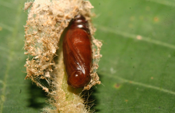 Fig. 15. Pupa de <i>Hypena</i> Poole36 (Erebidae), esta pupa en tiempo larval se alimentó de la planta <i>Columnea hirta</i> (Gesneriaceae). Aquí se nota como la larva hace un nido con seda y parte de la planta. Se colecto en el Sector Pitilla, por el parataxónomo Ricardo Calero. Voucher: 14-SRNP-70169-DHJ703910.jpg