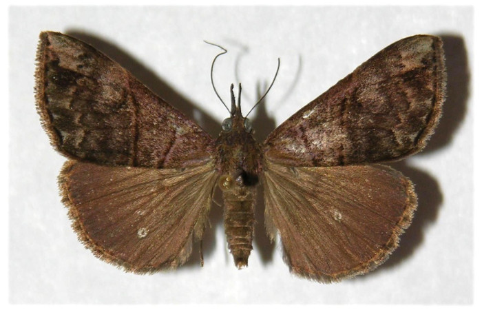 Fig. 32. Adulto de <i>Hypena cachialis</i> (Erebidae), vista dorsal. Voucher:94-SRNP-4348-DHJ319706