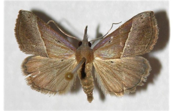 Fig. 33. Adulto de <i>Hypena lividalis</i> (Erebidae), vista dorsal. Voucher: 94-SRNP-7894-DHJ319724.