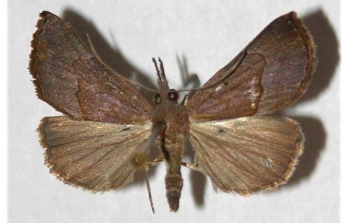 Fig. 34. Adulto de <i>Hypena</i> porrectalisDHJ02 (Erebidae), vista dorsal. Voucher: 95-SRNP-9896-DHJ319714.