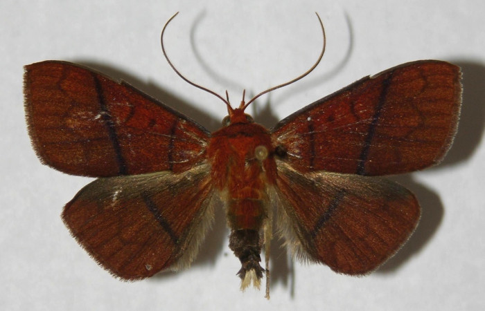Fig. 1 Adulto <i>Epitausa dilina</i>DHJ01, vista dorsal. mide 38mm. Finca Esmeralda, Sector Rincon Rain Forest 123m. 11-SRNP-76936-DHJ596736
