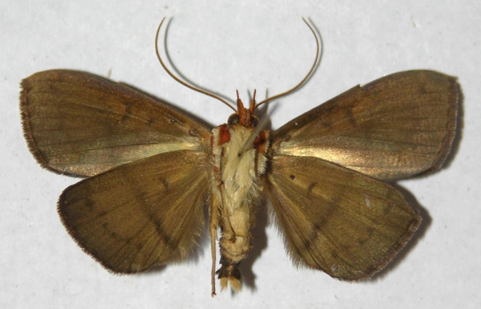 Fig. 2 Adulto <i>Epitausa dilina</i>DHJ01, vista dorsal. mide 38mm. Finca Esmeralda, Sector Rincon Rain Forest 123m.11-SRNP-76936-DHJ596737  