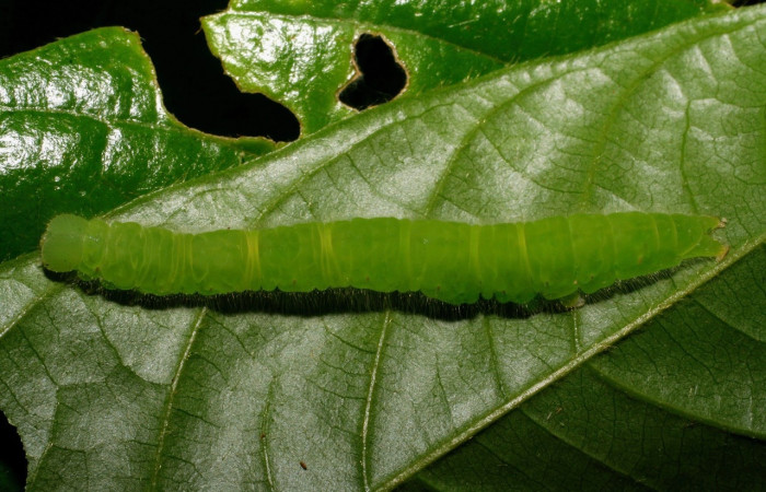 Fig. 3 Adulto <i>Epitausa dilina</i>, vista dorsal. mide 40mm. Rio Chon, Sector Del Oro, 410m. 07-SRNP-24835-DHJ434222.jpg