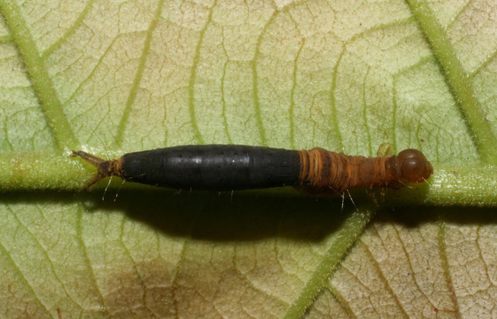 Fig. 9 Parásito (Braconidae) Aleiodes cameroniiDHJ03 salió de larva <i>Epitausa dilina</i>, vista dorsal. mide 16mm. Tangelo, Sector Del Oro, 410m. 07-SRNP-34415-DHJ436795.jpg