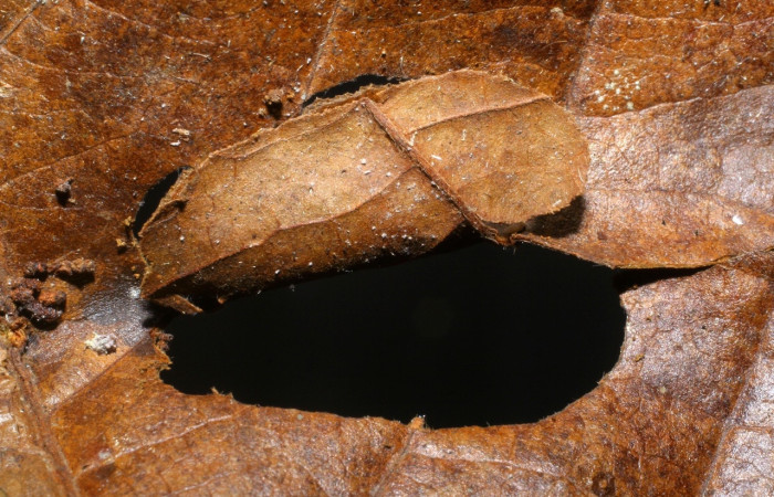 Fig 6. Capullo de larva <i>Leucochromodes</i> melusinalisDHJ01, tamaño de 20 mm de largo imagen de Santa Rosa.   Voucher 08-SRNP-32804-DHJ452337.jpg