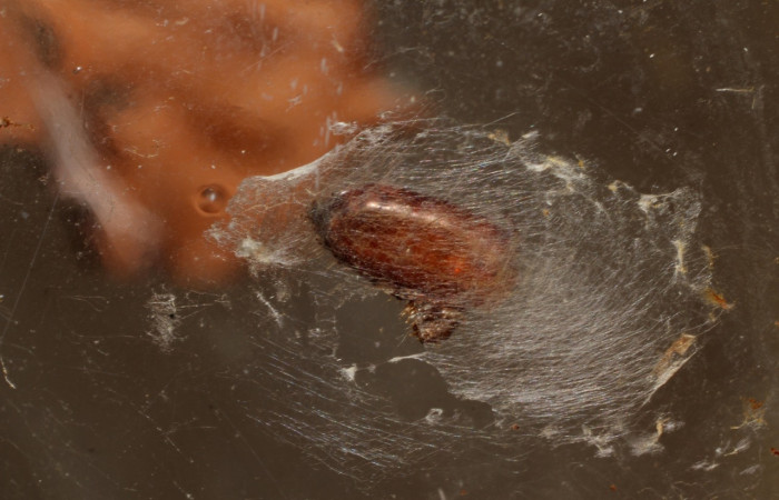 Fig 13. Pupario de la familia Tachinidae (mosca), parásito en  larva <i>Leucochromodes</i> melusinalisDHJ01.  Voucher 09-SRNP-67161-DHJ800022.jpg