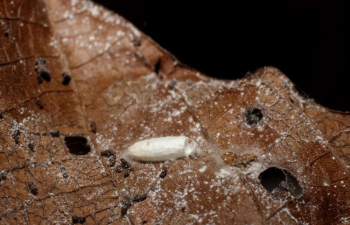 Fig 12. Capullo de la familia Braconidae, parásito de larva <i>Leucochromodes</i> melusinalisDHJ01. Voucher 11-SRNP-40491-DHJ800746.jpg