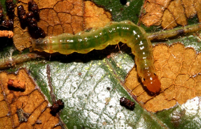 Fig 1. Larva <i>Leucochromodes</i> melusinalisDHJ01; en último estadio, con 15 mm de largo, Estación Biológica Caribe, planta hospedera Uncaria tomentosa.   Voucher 11-SRNP-40719-DHJ482750.jpg