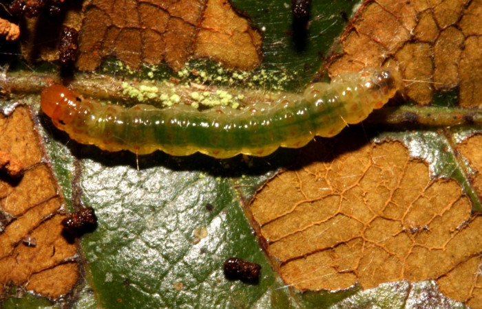 Fig 2. Larva <i>Leucochromodes</i> melusinalisDHJ01; en último estadio, con 15 mm de largo, Estación Biológica Caribe, planta hospedera Uncaria tomentosa.   Voucher 11-SRNP-40719-DHJ482751.jpg.