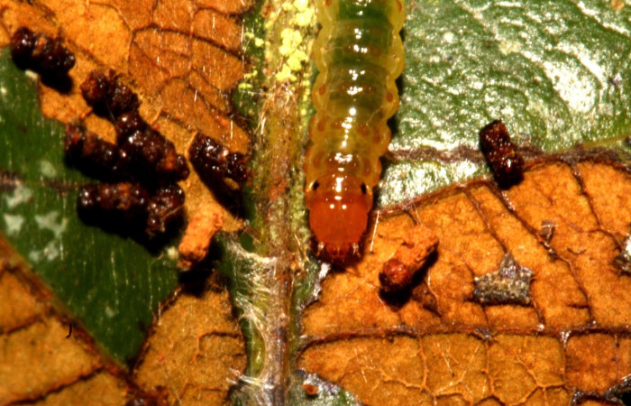 Fig 3. Larva <i>Leucochromodes</i> melusinalisDHJ01  vista desde el frente en último estadio, con 15 mm de largo, Estación Biológica Caribe, planta hospedera Uncaria tomentosa.   Voucher 11-SRNP-40719-DHJ482752.jpg