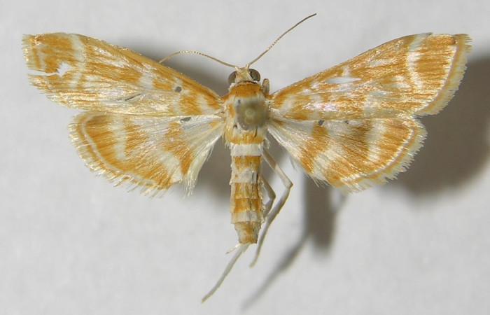 Fig 11. Adulto <i>Leucochromodes</i> melusinalisDHJ01. Vista dorsal, 20 mm en alas abiertas.   Voucher 12-SRNP-68426-DHJ568794.