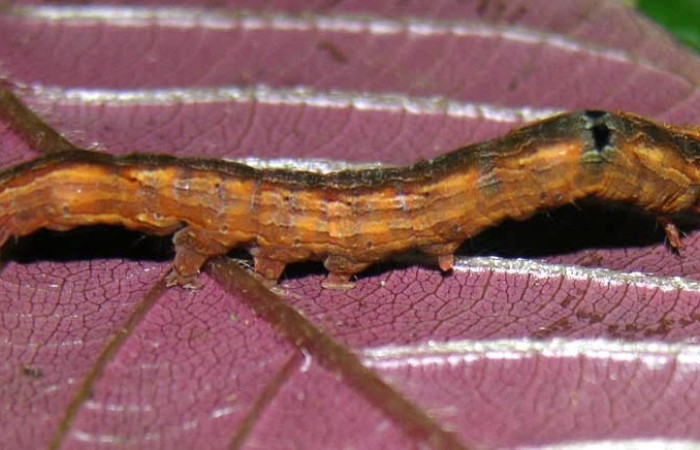 Figura 6. Larva <i>Athyrma romacki</i> (Erebidae). Posición lateral entero en la hoja de la planta <i>Davilla nitida</i> (Dilleniaceae). 05-SRNP-33861-DHJ424144.jpg.