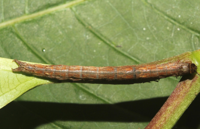 Figura 2. Larva <i>Athyrma romacki</i> (Erebidae). Posición lateral en la hoja de la planta <i>Doliocarpus multiflorus</i> (Dilleniaceae). 18-SRNP-70403-DHJ741758.jpg.