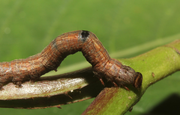 Figura 4. Larva <i>Athyrma romacki</i> (Erebidae). Posición lateral cabeza en la hoja de la planta <i>Doliocarpus multiflorus</i> (Dilleniaceae). 18-SRNP-70403-DHJ741761.jpg.