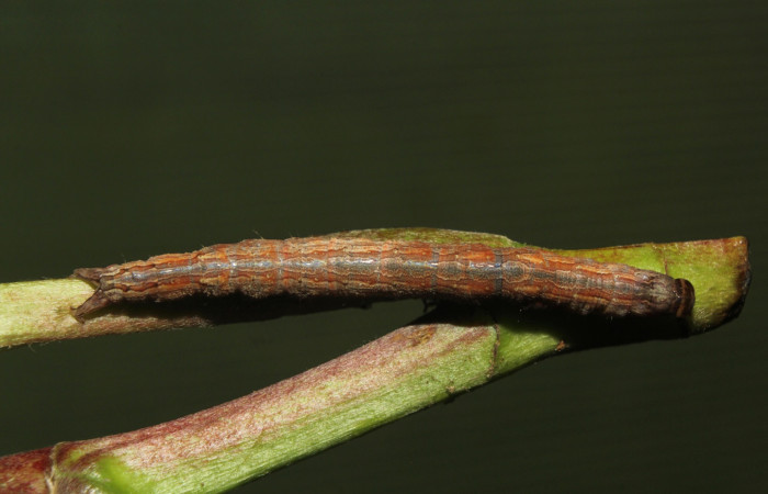 Figura 3. Larva <i>Athyrma romacki</i> (Erebidae). Posición dorsal en la hoja de la planta <i>Doliocarpus multiflorus</i> (Dilleniaceae). 18-SRNP-70403-DHJ741763.jpg.