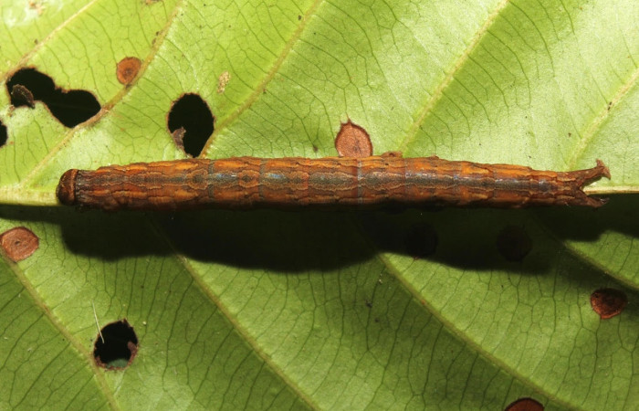 Figura 8. Larva <i>Athyrma romacki</i> (Erebidae). Posición dorsal entero en la hoja de la planta <i>Doliocarpus multiflorus</i> (Dilleniaceae). 18-SRNP-70403-DHJ741792.jpg.