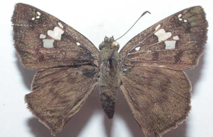 Figura 13. Adulto <i>Athyrma adjutrix</i> (Erebidae). Posición dorsal. Área de Conservación Guanacaste, Sector Santa Rosa. 22-SRNP-30301-DHJ736814.