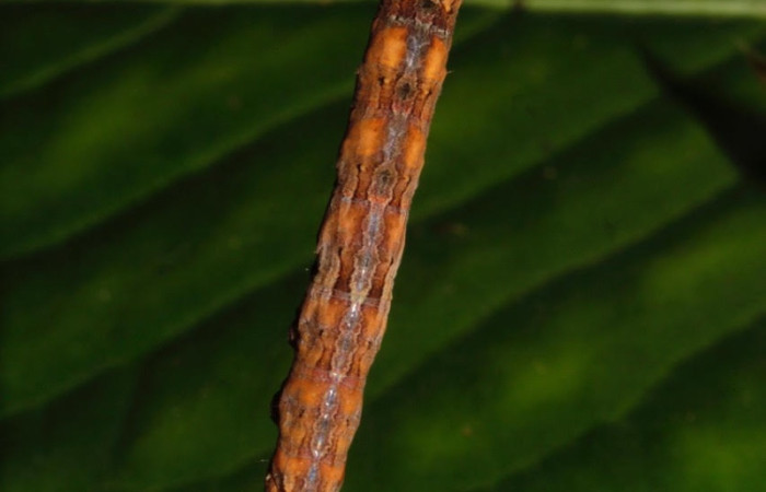 Figura 12. Larva <i>Athyrma adjutrix</i> (Erebidae). Posición dorsal entero en la hoja de la planta <i>Davilla nitida</i> (Dilleniaceae). 22-SRNP-30301-DHJ788197.jpg.