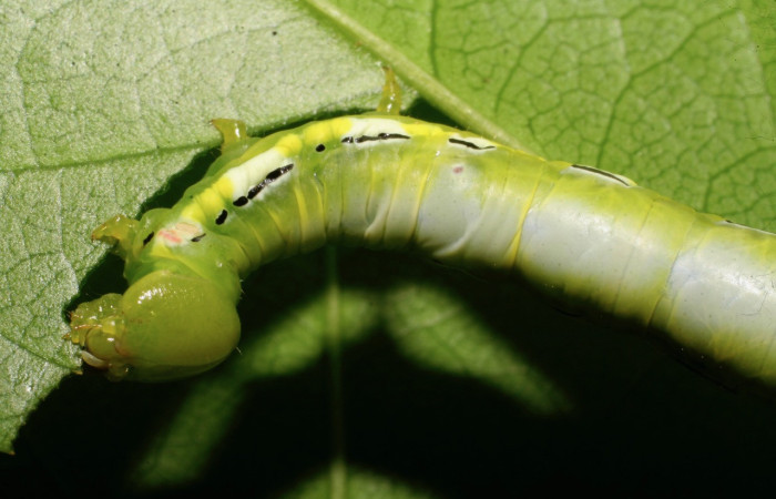 Figura 4. <i>Xylodonta guarana</i> (Notodontidae). Vista dorsal. Voucher 08-SRNP-21930-DHJ438310.