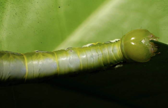 Figura 3. <i>Xylodonta guarana</i> (Notodontidae). Vista dorsal. Voucher 08-SRNP-21930-DHJ438315.