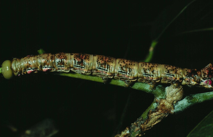 Figura 8. <i>Xylodonta guarana</i> (Notodontidae). Vista lateral. Voucher 90-SRNP-2105-DHJ13227.