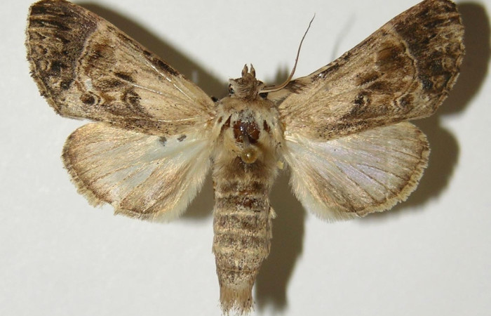 Figura 17. Adulto de <i>Xylodonta guarana</i> (Notodontidae). Vista dorsal. Voucher 96-SRNP-10159- DHJ300660.