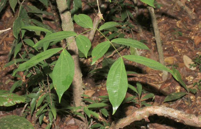 Fig.3 Hoja  Haz  <i>Calliandra rhodocephala</i>, Estación Pitilla,Area Conservación Guanacaste. Foto : P.Rios, noviembre 2022