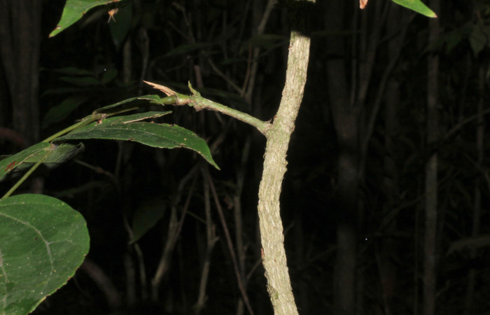 Fig.5 Forma de corteza <i>Calliandra rhodocephala</i>, Estación Pitilla,Area Conservación Guanacaste. Foto : P.Rios, noviembre 2022