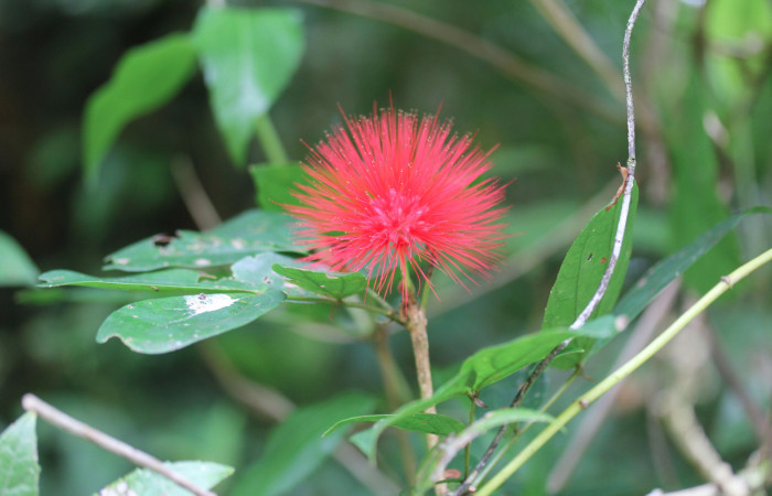 Fig.6  Formas de flores <i>Calliandra rhodocephala</i>,  Estación Pitilla,Area Conservación Guanacaste. Foto : P.Rios, noviembre 2022