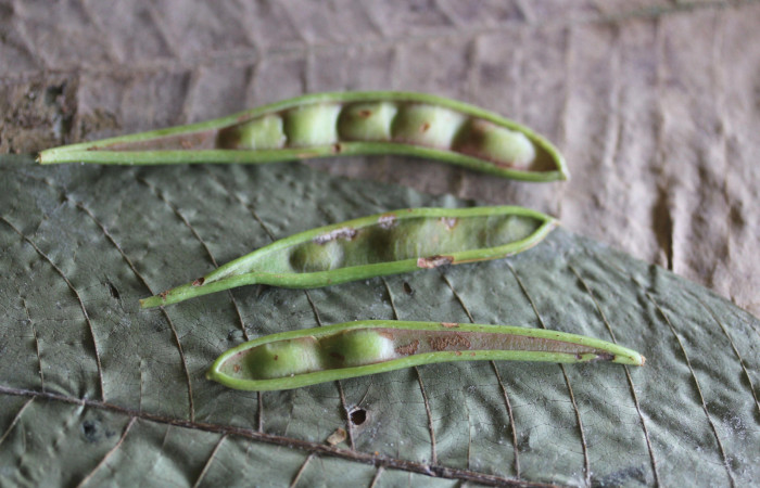 Fig.7  Frutos inmaduros y maduros  <i>Calliandra rhodocephala</i>, Estación Pitilla, Area Conservación Guanacaste. Foto : P.Rios, noviembre 2022