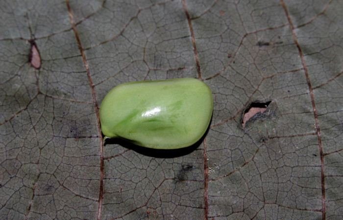 Fig.8  Semillas <i>Calliandra rhodocephala</i>,  Estación Pitilla, Area Conservación Guanacaste. Foto : P.Rios, noviembre 2022