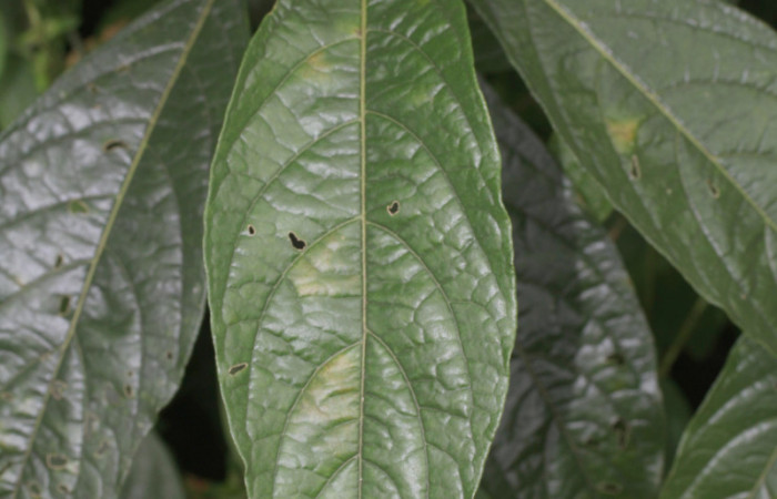 Fig.2 Hoja parte haz. <i>Solanum rugosum </i>, Estación Biológica Pitilla, Area de Conservación Guanacaste. Foto,Petrona Ríos ,Abril 2021. 
