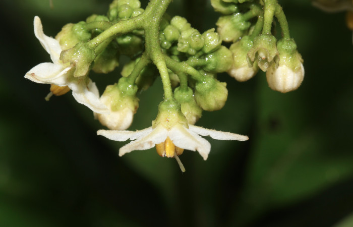 Fig.4 Sépalos <i>Solanum rugosum </i>, Estación Biológica Pitilla, Area de Conservación Guanacaste. Foto, Petrona Ríos, abril 2019.
