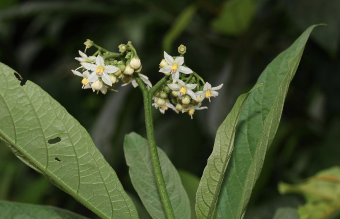 Fig.5 Pétalos <i>Solanum rugosum </i>, Estación Biológica Pitilla, Area de Conservación Guanacaste. Foto, Petrona Ríos, Abril 2019.

