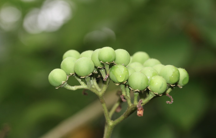 Fig.7 Racimo de frutos <i>Solanum rugosum </i>, Estación Biológica Pitilla, Area de Conservación Guanacaste. Foto, Petrona Ríos, Abril 2019.