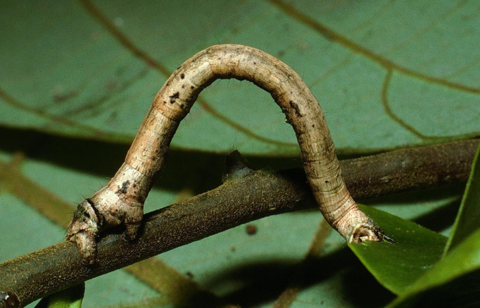 Figura 11. Larva <i>Pero</i> corataDHJ01CR (Geometridae), último estadío (U) vista lateral, localidad Estacion Cacao Sector Cacao ACG (1150m). Voucher: 03-SRNP-4653-DHJ73512.jpg.