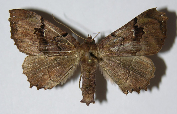 Figura 1. Adulto de <i>Pero dularia</i> (Geometridae), vista dorsal, localidad Puente Palma Sector San Cristobal ACG (460m). Voucher: 04-SRNP-61276-DHJ324600.jpg.