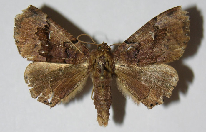 Figura 7. Adulto de <i>Pero dularia</i> (Geometridae), macho vista dorsal, localidad Puente Palma Sector San Cristobal ACG (460m). Voucher: 04-SRNP-61277-DHJ324602.jpg.