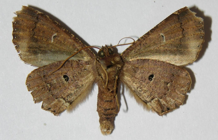 Figura 8. Adulto de <i>Pero dularia</i> (Geometridae), macho vista ventral, localidad Puente Palma Sector San Cristobal ACG (460m). Voucher: 04-SRNP-61277-DHJ324603.jpg.