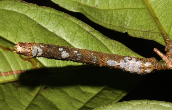 Figura 14. Larva <i>Pero protea</i> (Geometridae), último estadío (U) vista dorsal, localidad Sendero Mismo Sector Pitilla ACG (680m). Voucher: 14-SRNP-31312-DHJ721238.jpg.