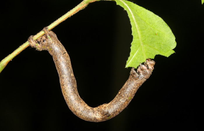 Figura 16. Larva <i>Pero exquisita</i> (Geometridae), último estadío (U) vista lateral, localidad Sendero Granero Sector Rincon Rain Forest ACG (434m). Voucher: 18-SRNP-27275-DHJ731878.jpg.