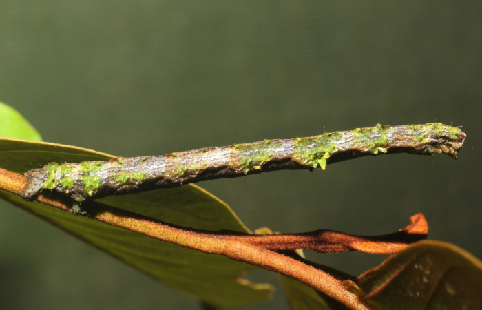 Figura 18. Larva <i>Pero coronata</i> (Geometridae), último estadío (U) vista lateral, localidad Medrano Estación Biológica Quica, Sector Pitilla ACG (380m). Voucher: 18-SRNP-70707-DHJ741986.jpg.