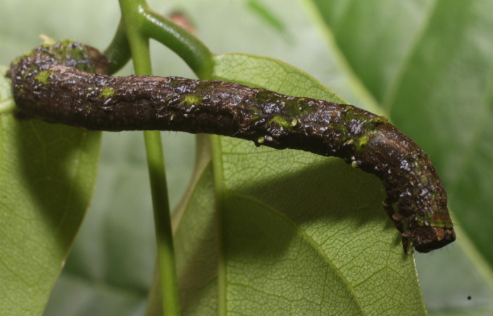 Figura 19. Larva <i>Pero stuposaria</i> (Geometridae), último estadío (U) vista dorsal, localidad Sendero Huerta Sector San Cristóbal ACG (527m). Voucher: 19-SRNP-1764-DHJ758972.jpg.