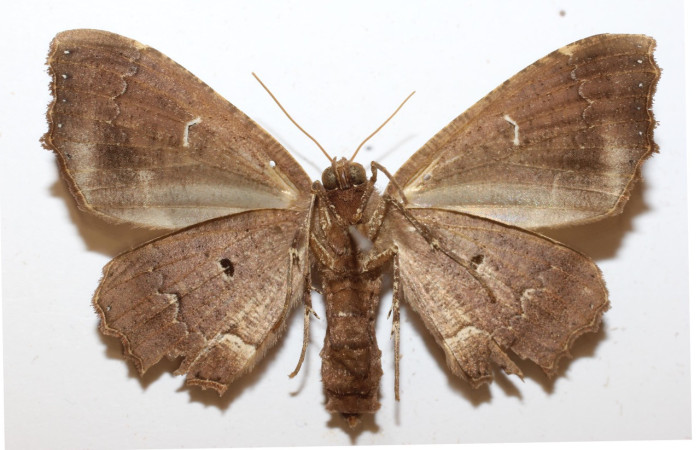Figura 10. Adulto de <i>Pero dularia</i> (Geometridae), hembra vista ventral, localidad Meteorologico Sector Del Oro ACG (590m). Voucher: 19-SRNP-20024-DHJ947067.jpg.