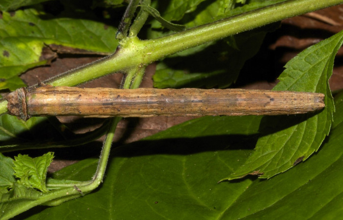 Figura 21. Larva <i>Pero</i> afueraDHJ02 (Geometridae), último estadío (U) vista dorsal, localidad Pasmompa Sector Pitilla ACG (440m). Voucher: 19-SRNP-30440-DHJ749941.jpg.