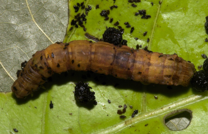 Figura 5. Prepupa de <i>Pero dularia</i> (Geometridae), vista dorsal, localidad Sendero Naciente Sector Pitilla ACG (700m). Voucher: 19-SRNP-30488-DHJ764206.jpg.