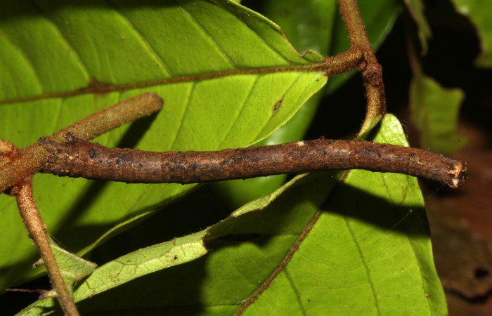 Figura 22. Larva <i>Pero clysiaria</i> (Geometridae), último estadío (U) vista dorsal, localidad Estación Biológica Pitilla Sector Pitilla ACG (675m). Voucher: 19-SRNP-30944-DHJ765339.jpg.