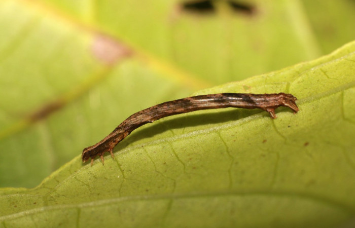 Figura 2. Larva <i>Pero dularia</i> (Geometridae), tercer estadío (PPU) vista lateral, localidad Selva Sector Rincón Rain Forest ACG (410m). Voucher: 20-SRNP-81525-DHJ755727.jpg.